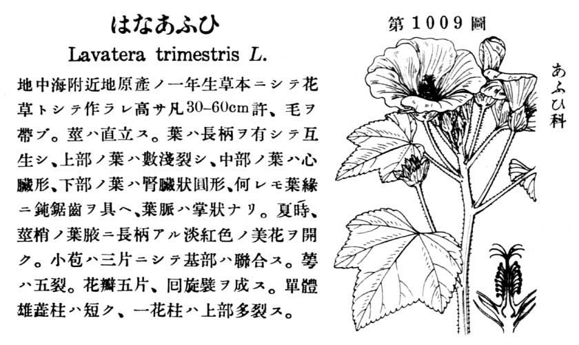 植物図鑑