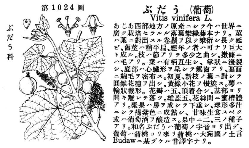 植物図鑑