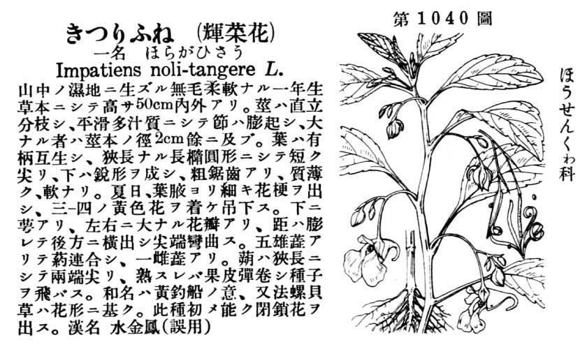 植物図鑑