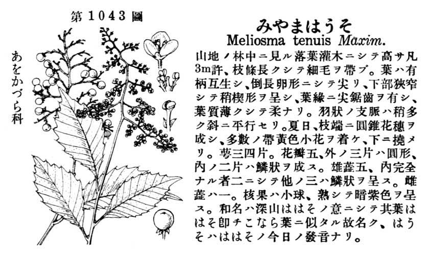 植物図鑑