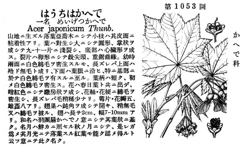 植物図鑑