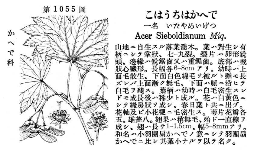 植物図鑑