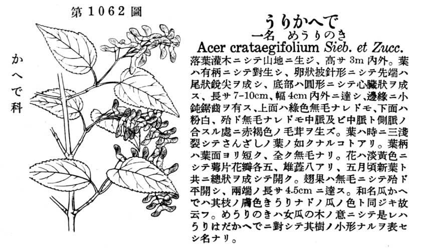 植物図鑑