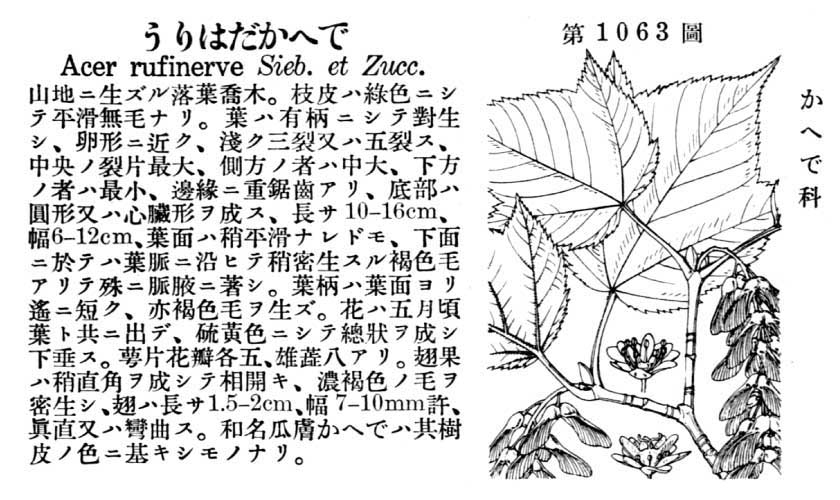 植物図鑑