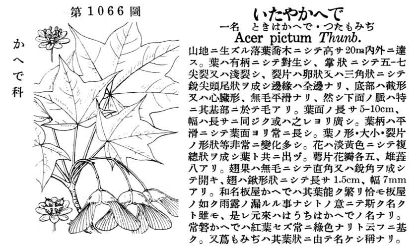 植物図鑑