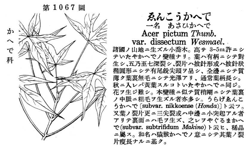 植物図鑑