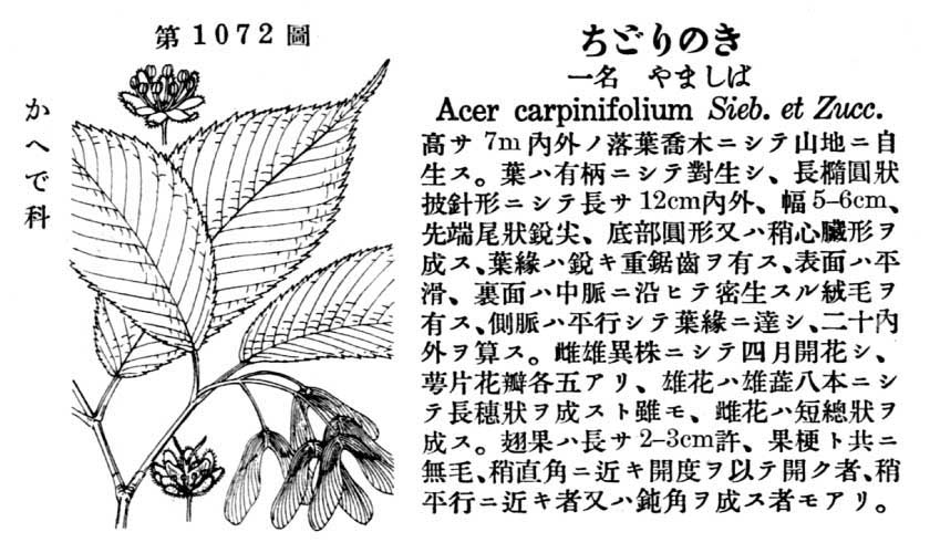 植物図鑑