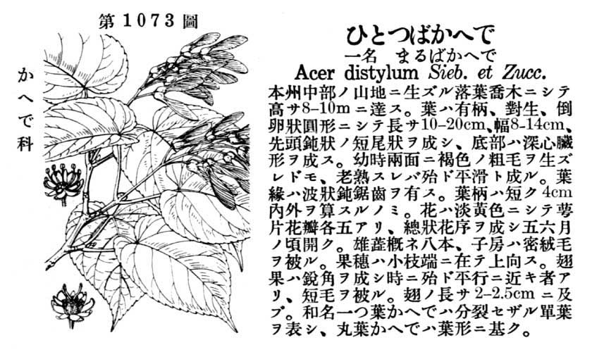 植物図鑑