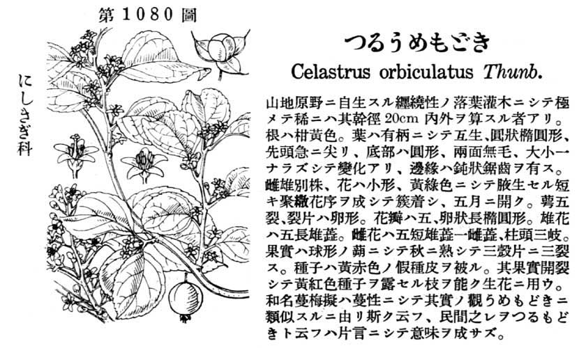 植物図鑑