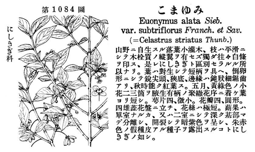 植物図鑑