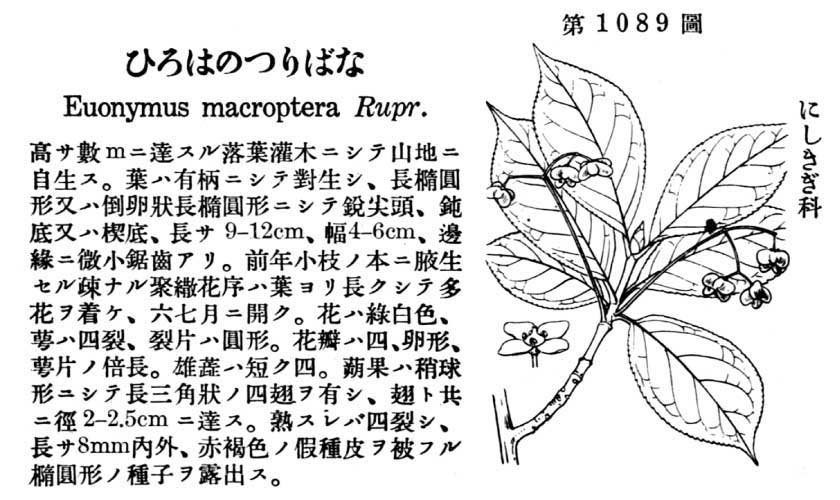 植物図鑑