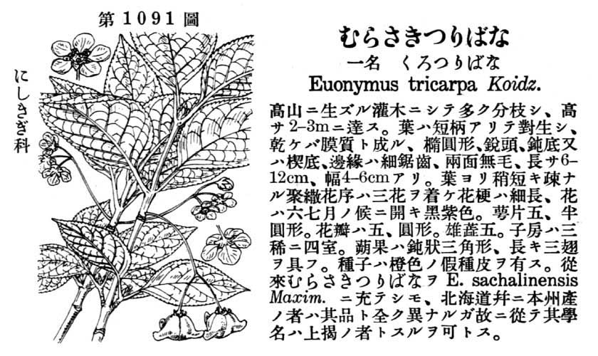 植物図鑑