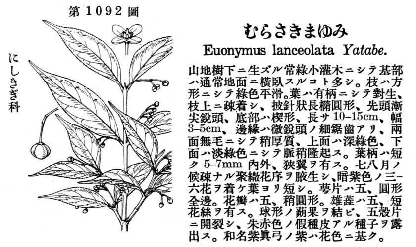 植物図鑑