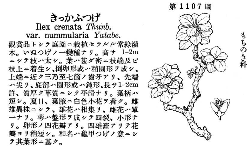 植物図鑑