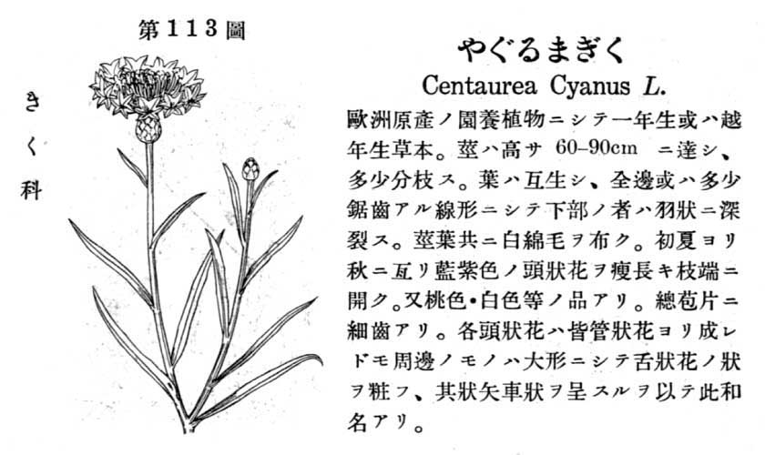 植物図鑑