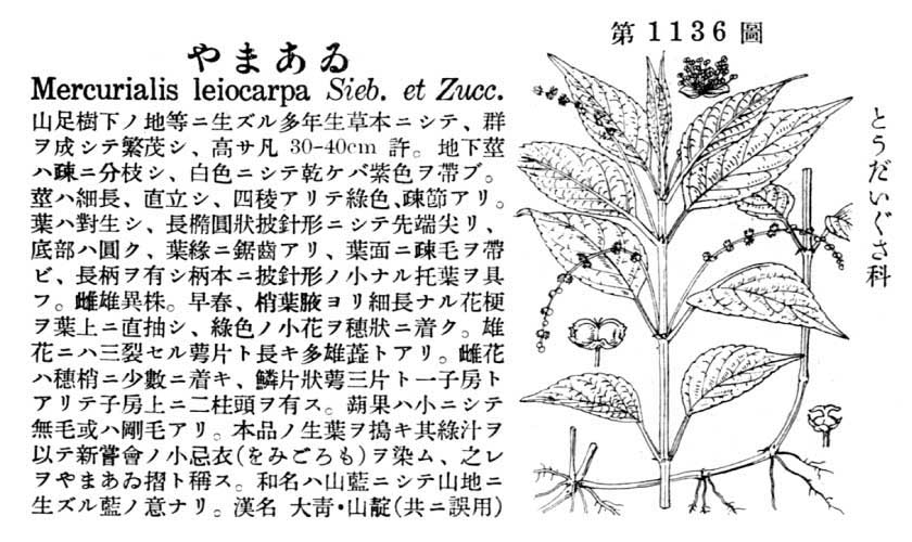 植物図鑑