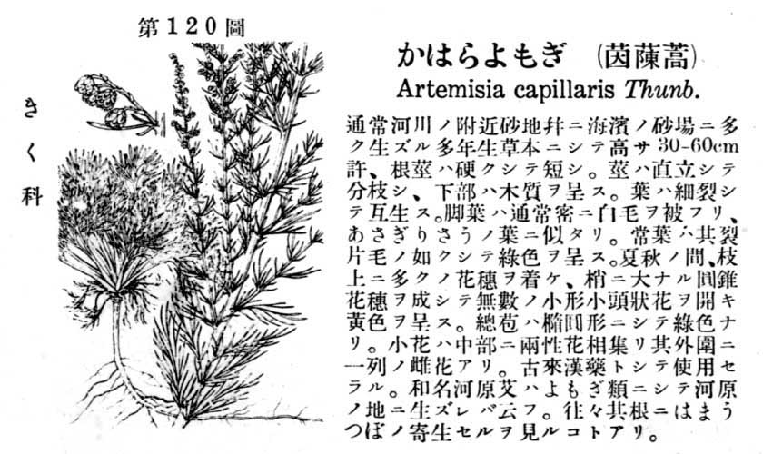 植物図鑑