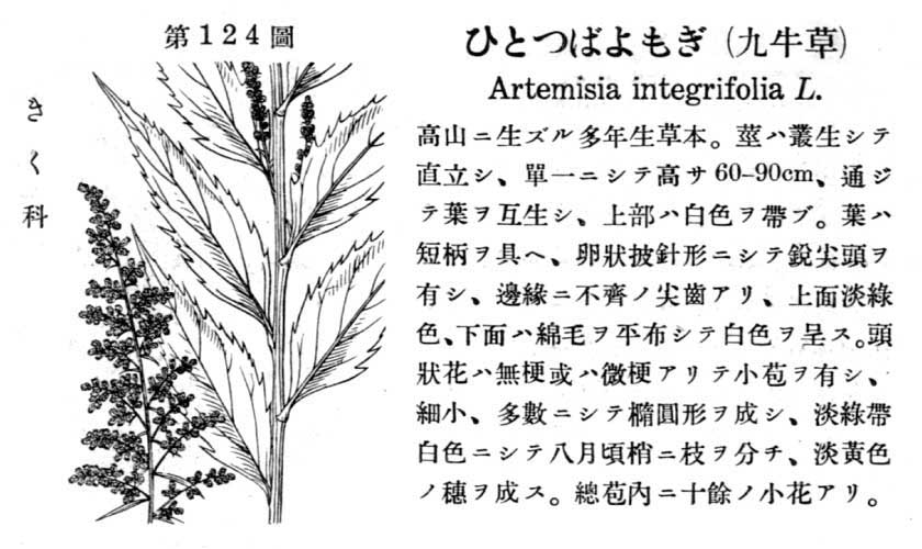 植物図鑑