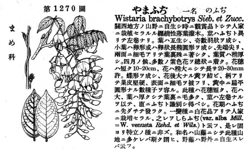 植物図鑑