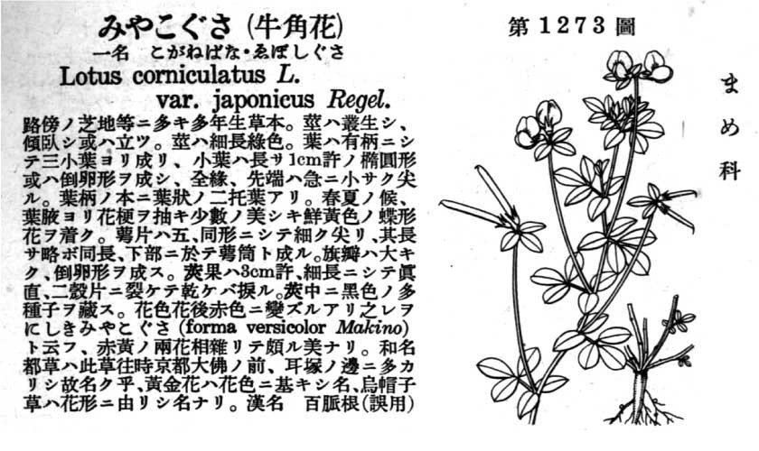 植物図鑑