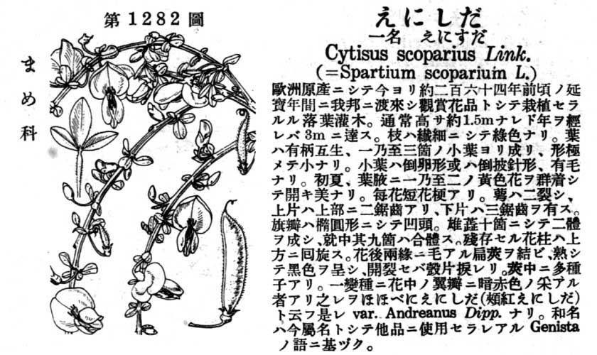 植物図鑑