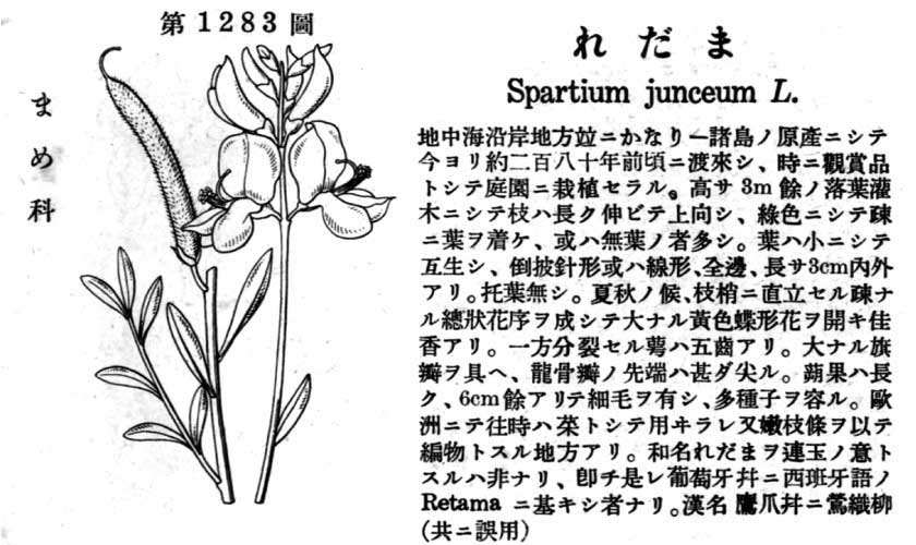 植物図鑑