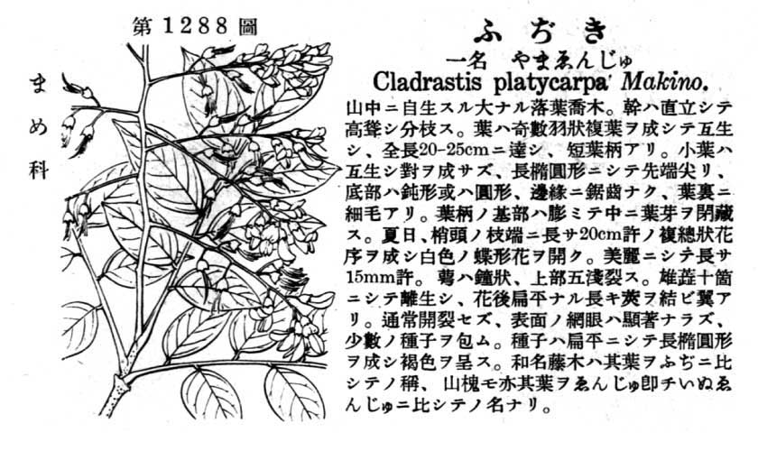 植物図鑑