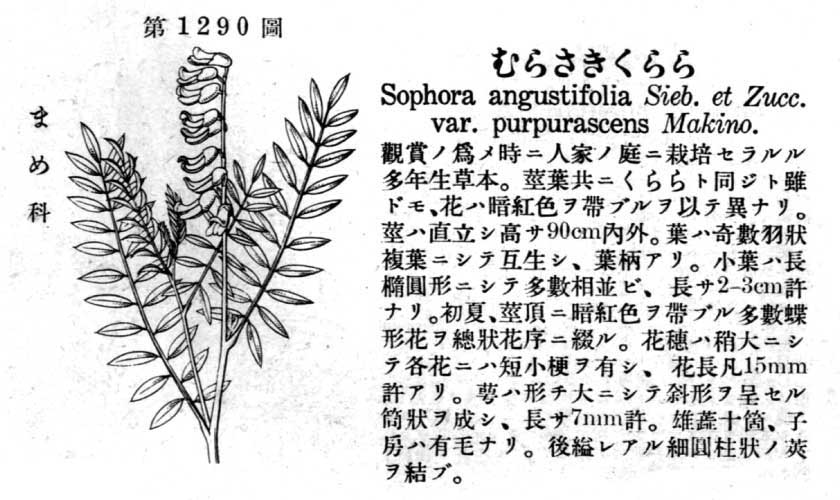 植物図鑑