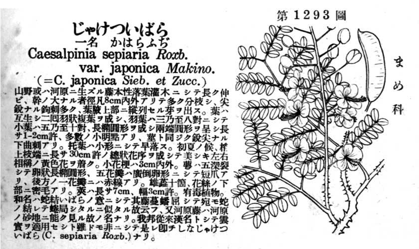 植物図鑑