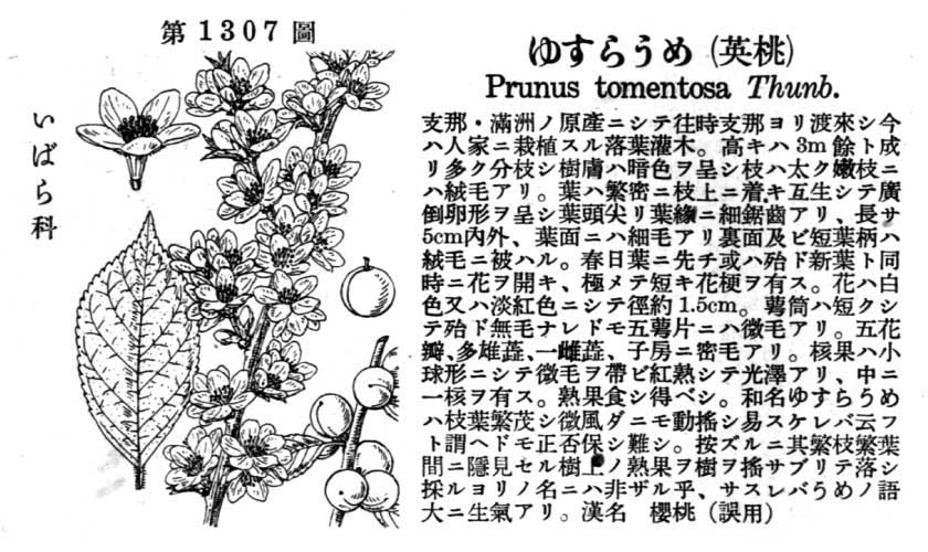 植物図鑑