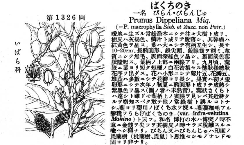 植物図鑑