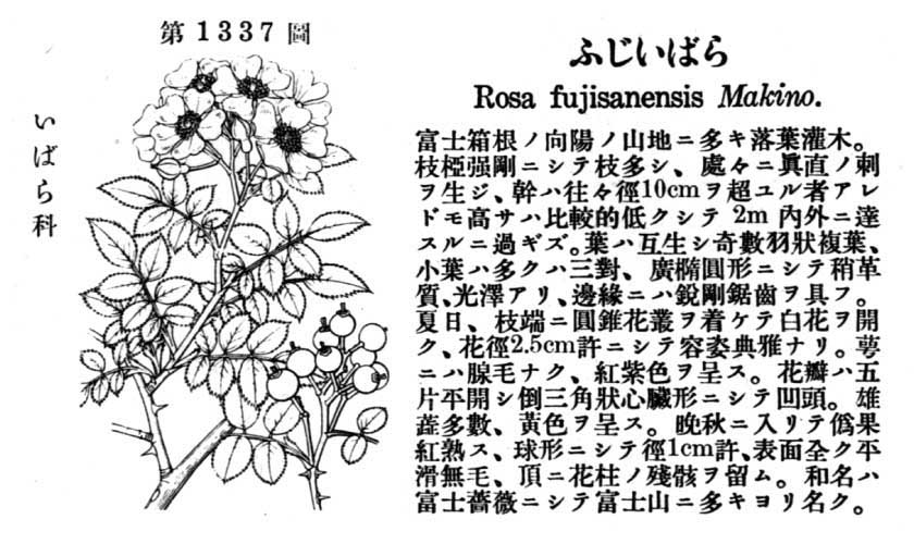 植物図鑑