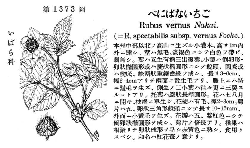 植物図鑑