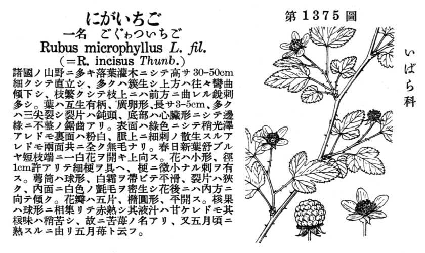 植物図鑑