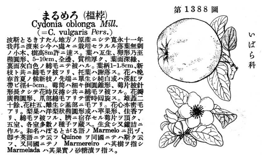 植物図鑑