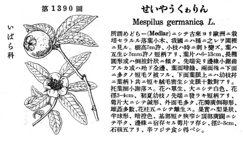 植物図鑑