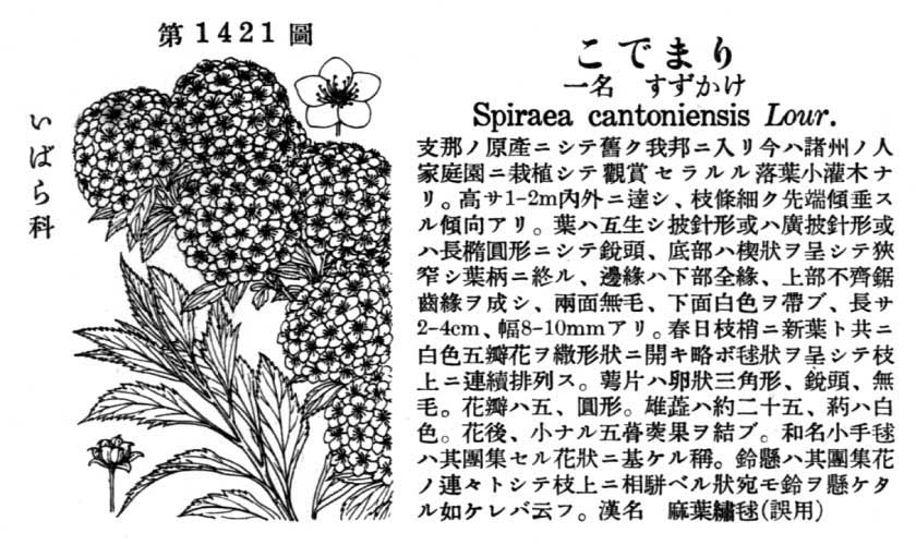 植物図鑑