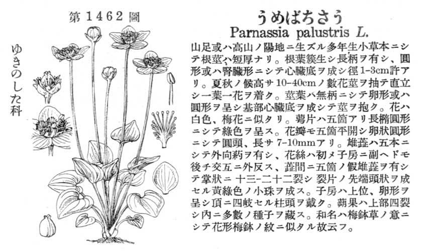 植物図鑑