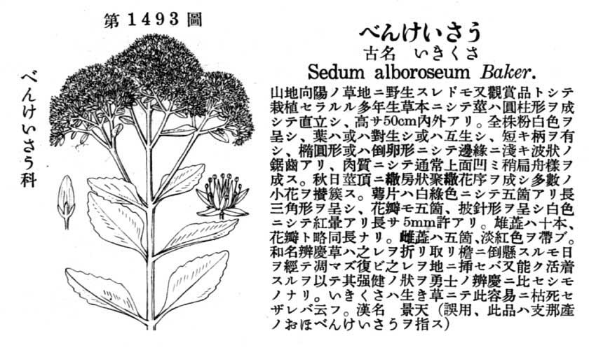 植物図鑑