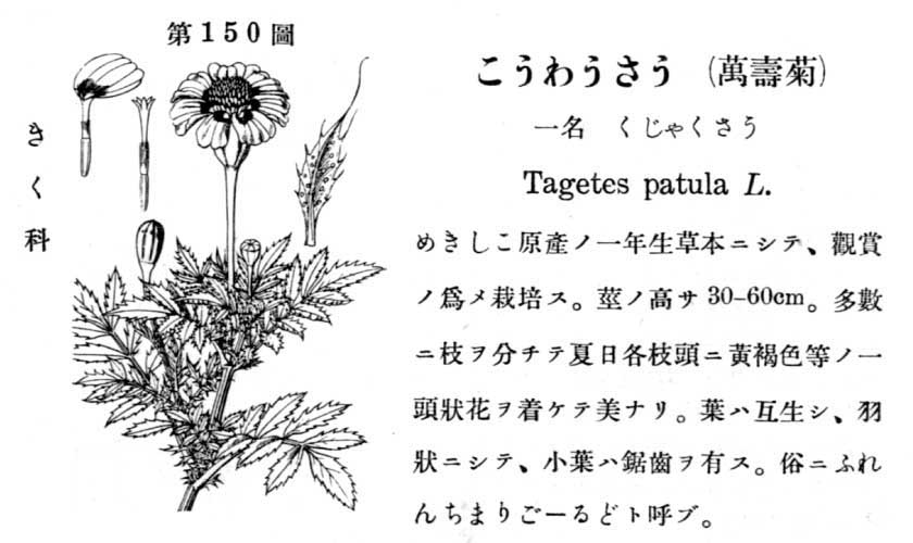 植物図鑑