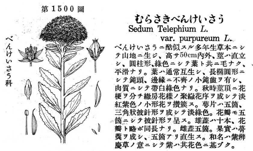 植物図鑑