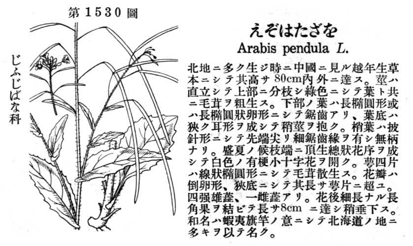 植物図鑑