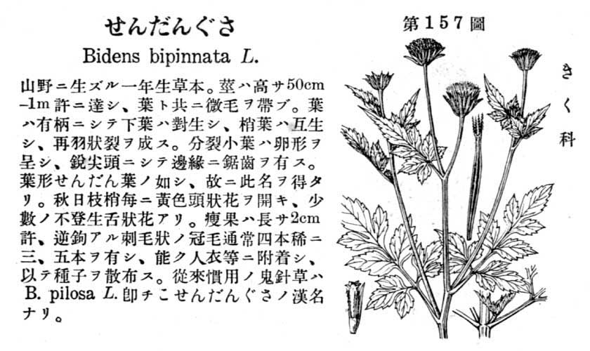 植物図鑑