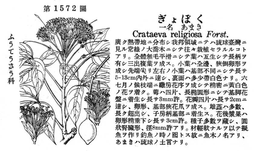 植物図鑑