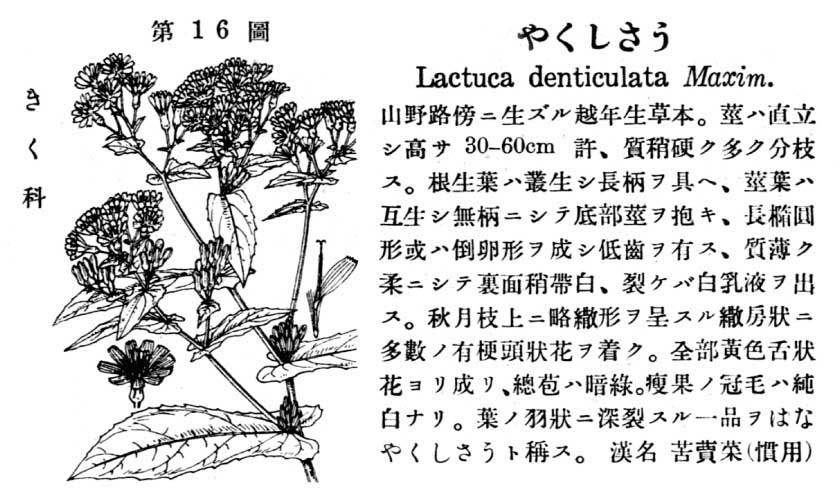 植物図鑑