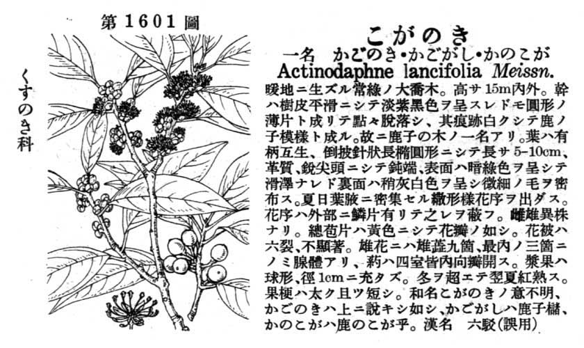 植物図鑑