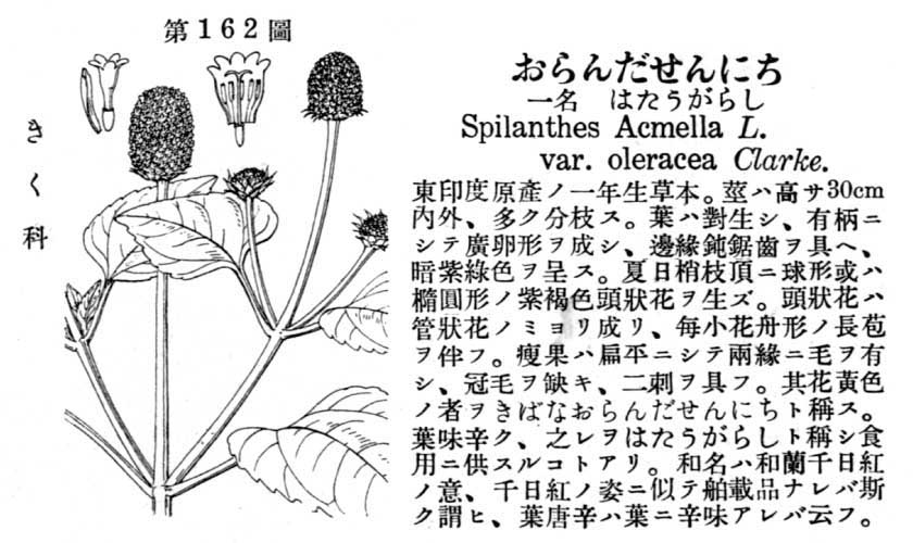 植物図鑑