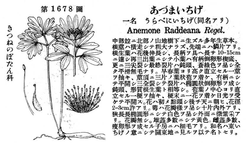 植物図鑑