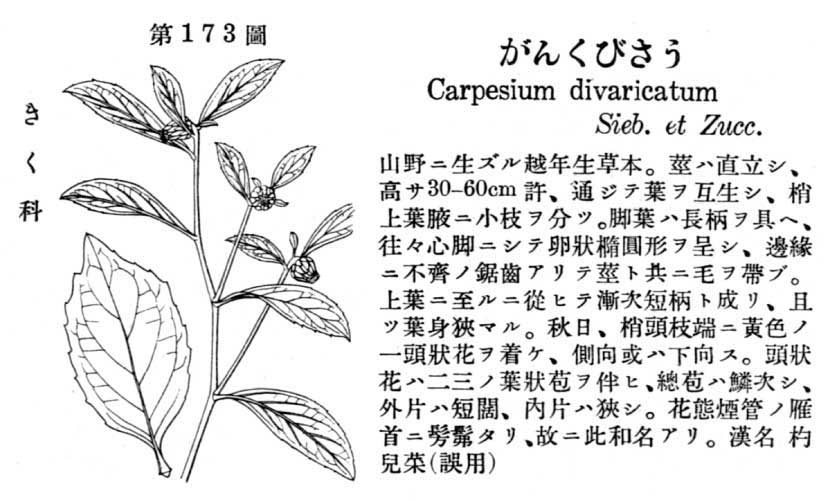 植物図鑑