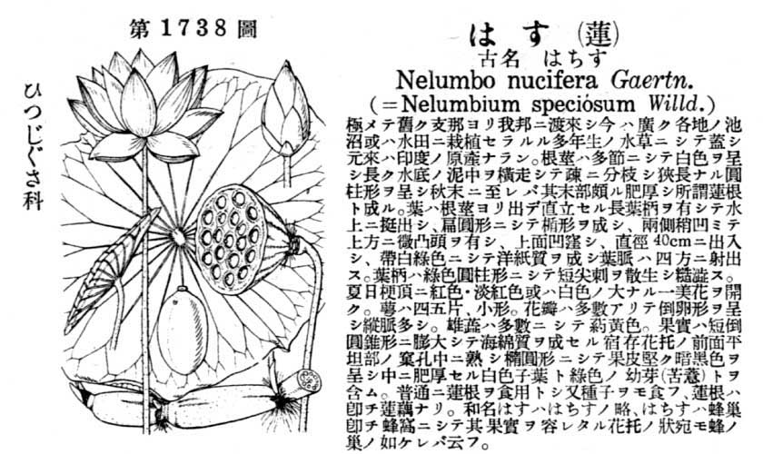 植物図鑑